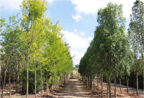 Piante alto mezzo fusto vivaio