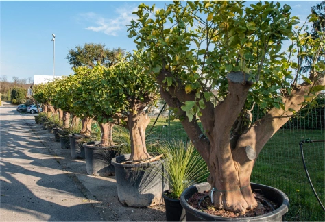 Piante mediterranee vivaio