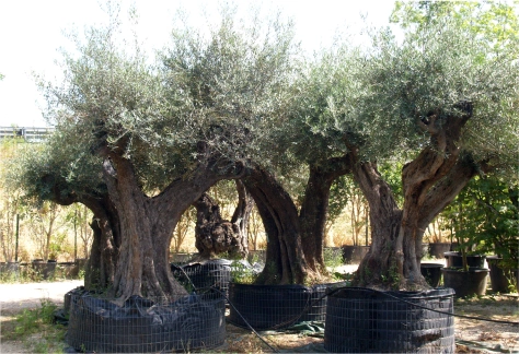 Ulivi vivaio
