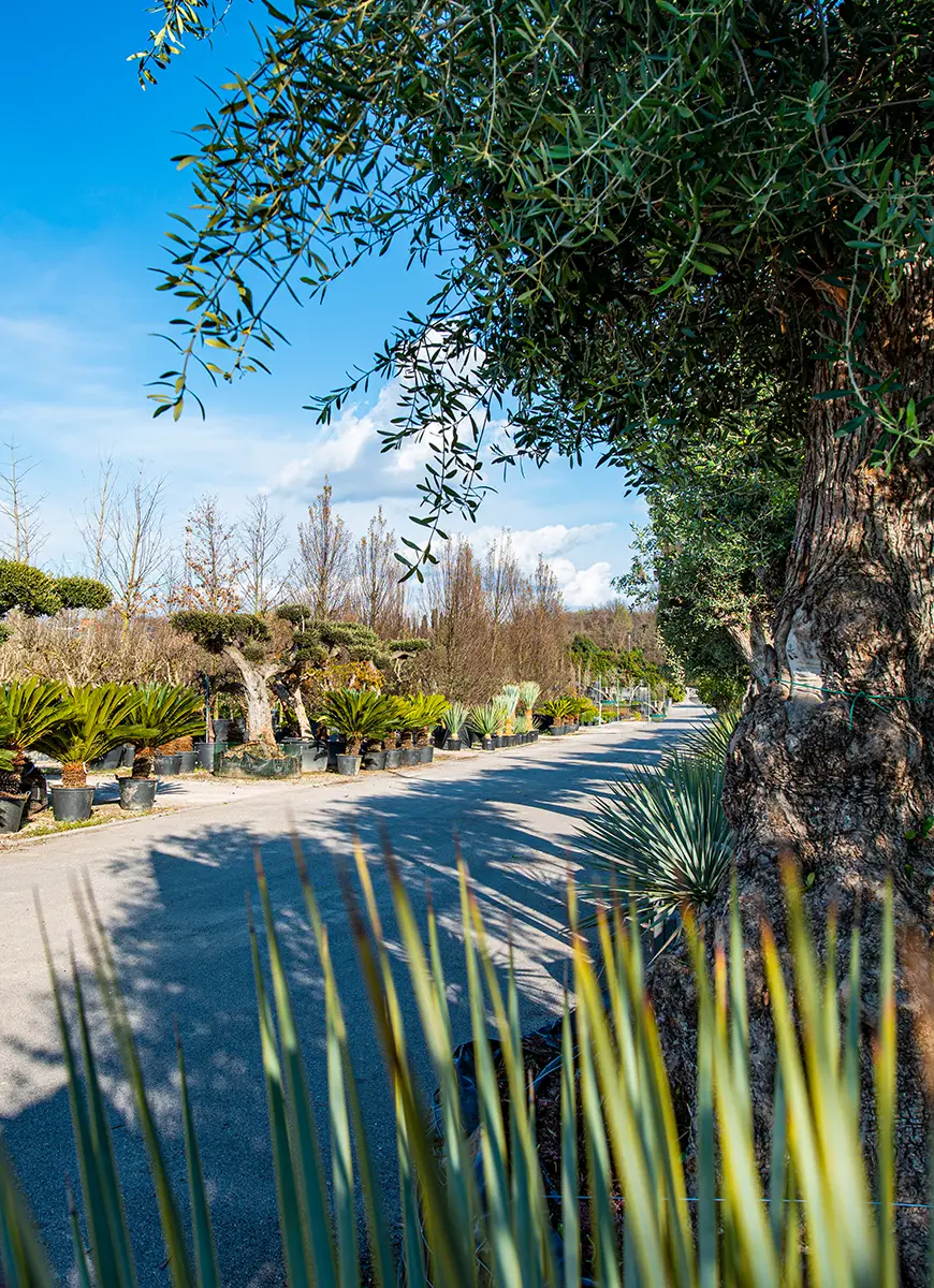 img azienda 45 anni 1